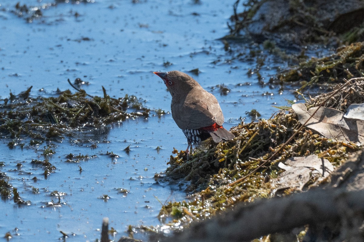 Painted Firetail - ML349941781