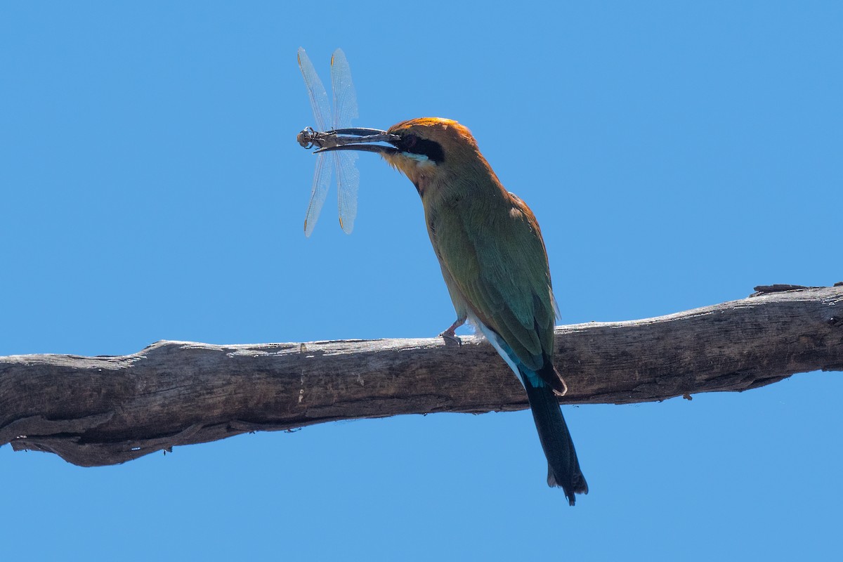 Rainbow Bee-eater - ML349941821
