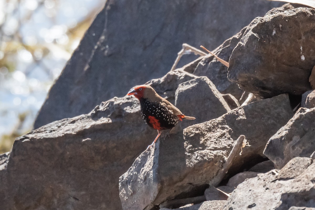 Painted Firetail - ML349941831