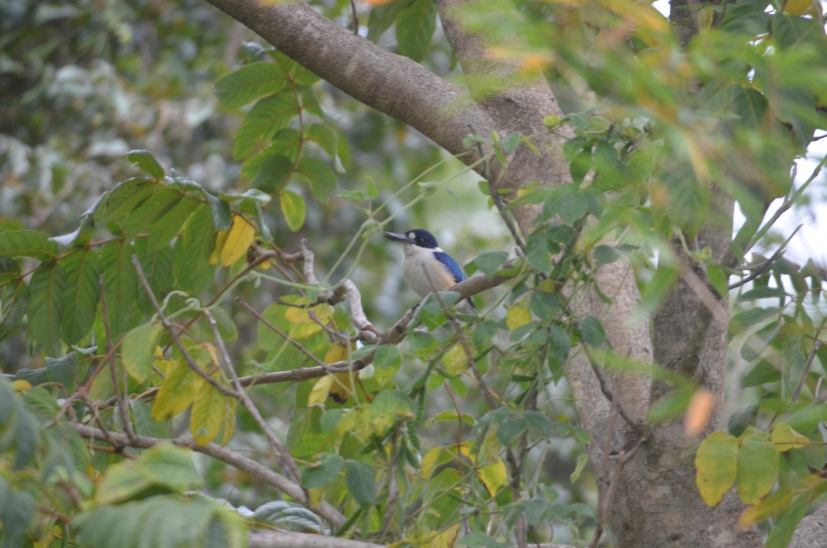 Forest Kingfisher - ML349942521