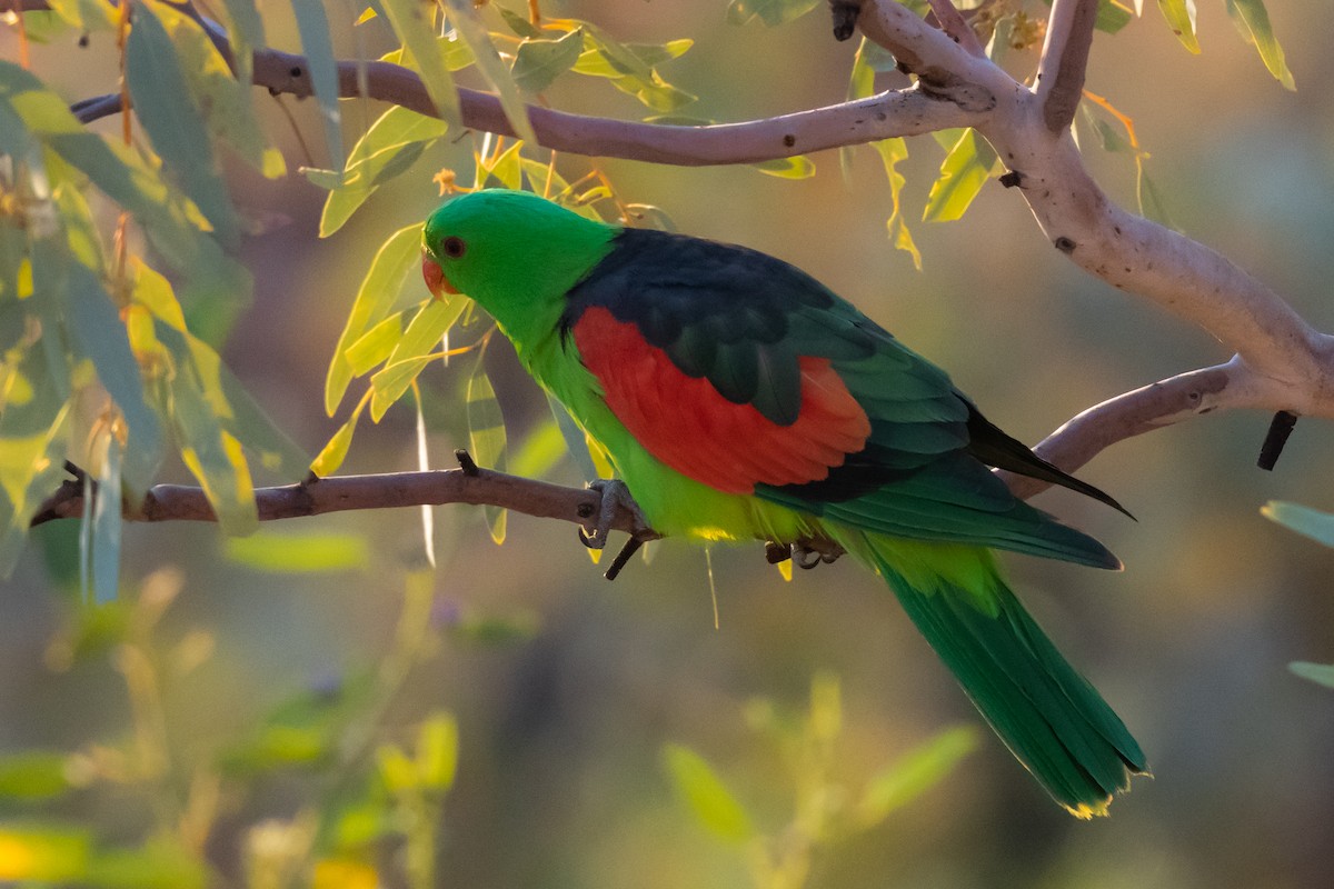 Red-winged Parrot - ML349945421