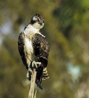 Osprey