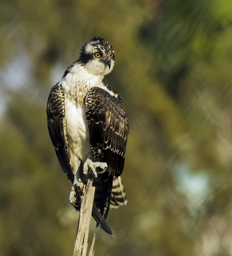 Osprey