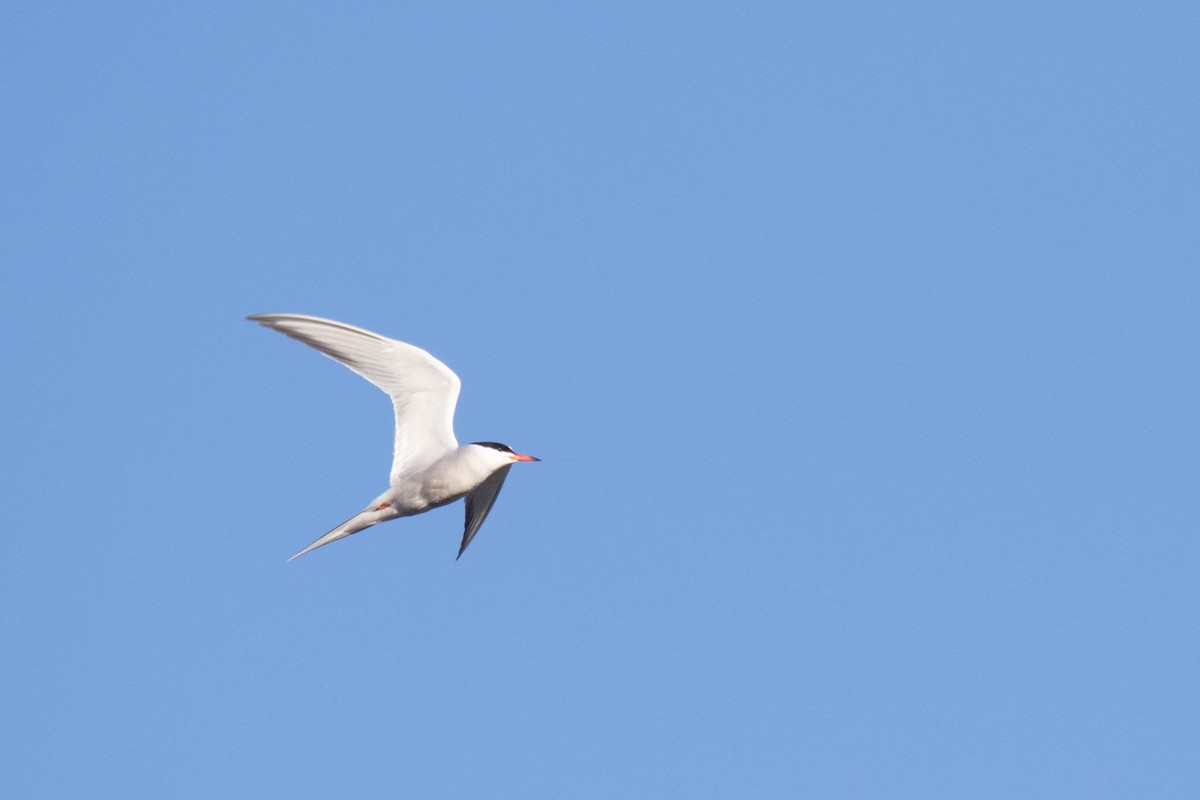 Common Tern - David McCorquodale