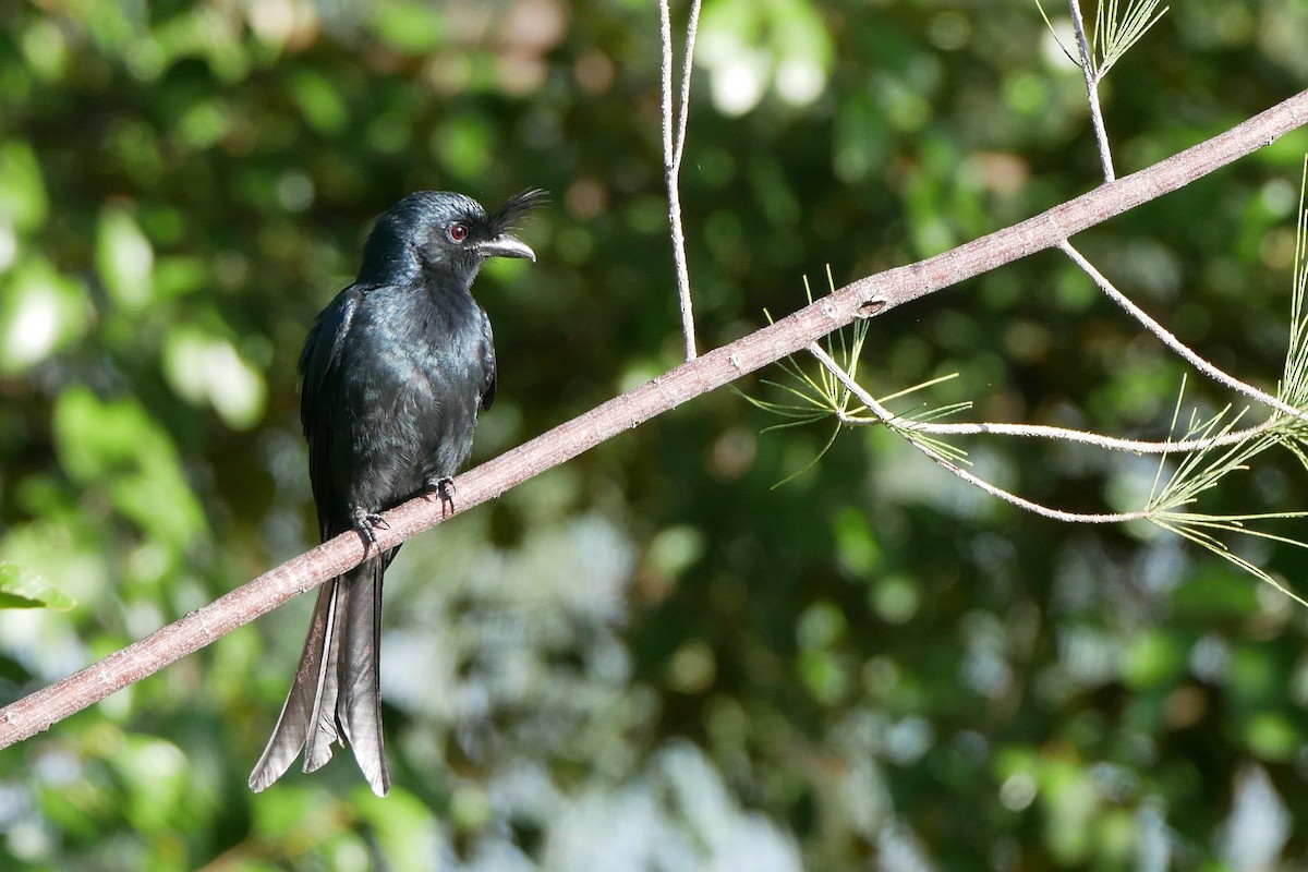 Crested Drongo - ML349953711