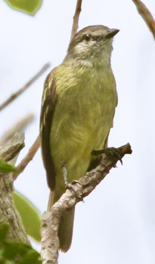 Yellow-crowned Tyrannulet - ML349955141