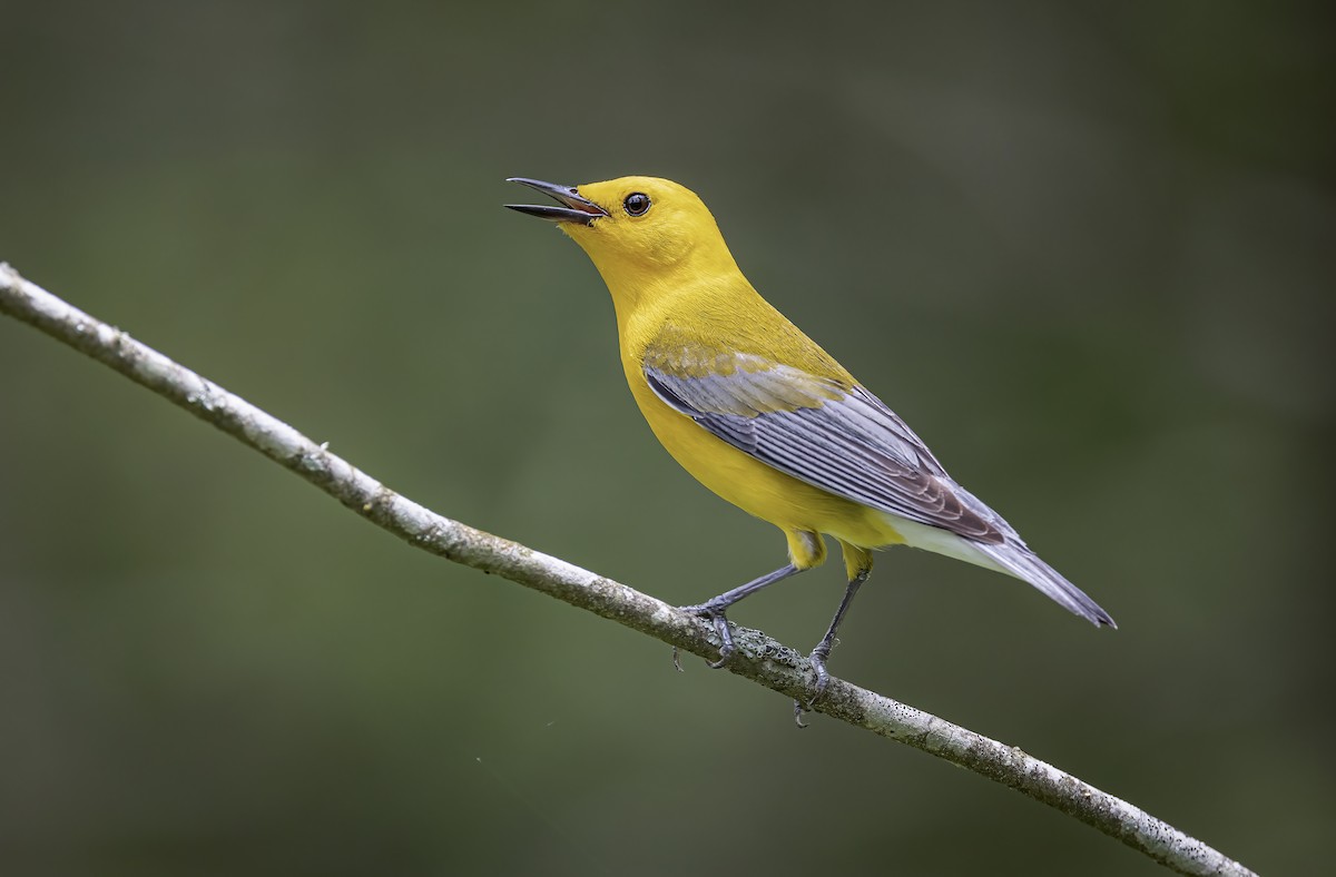 Prothonotary Warbler - ML349968371