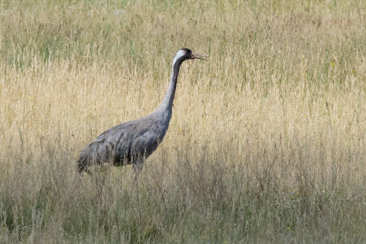 Common Crane - Sergo Travelian