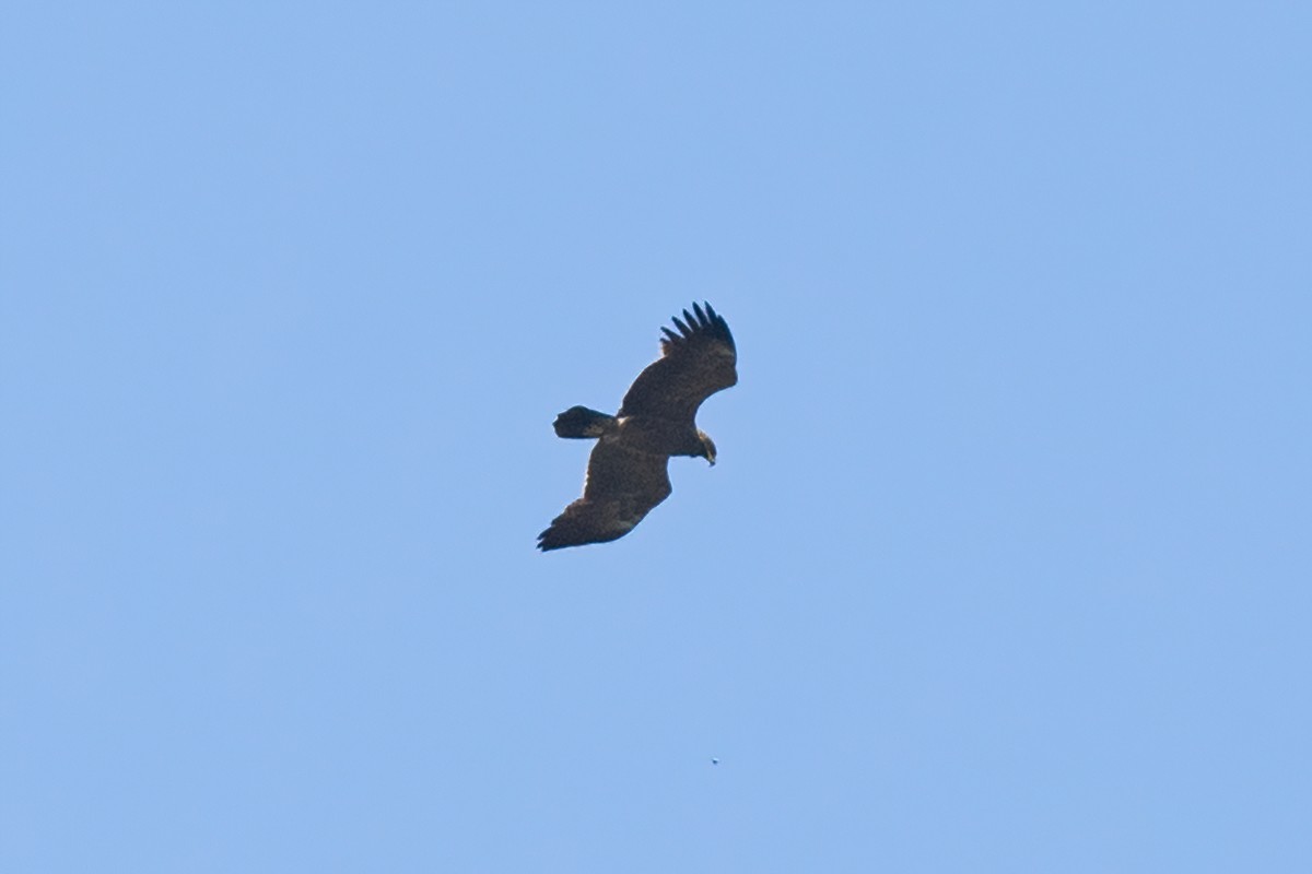 Lesser Spotted Eagle - ML349969351