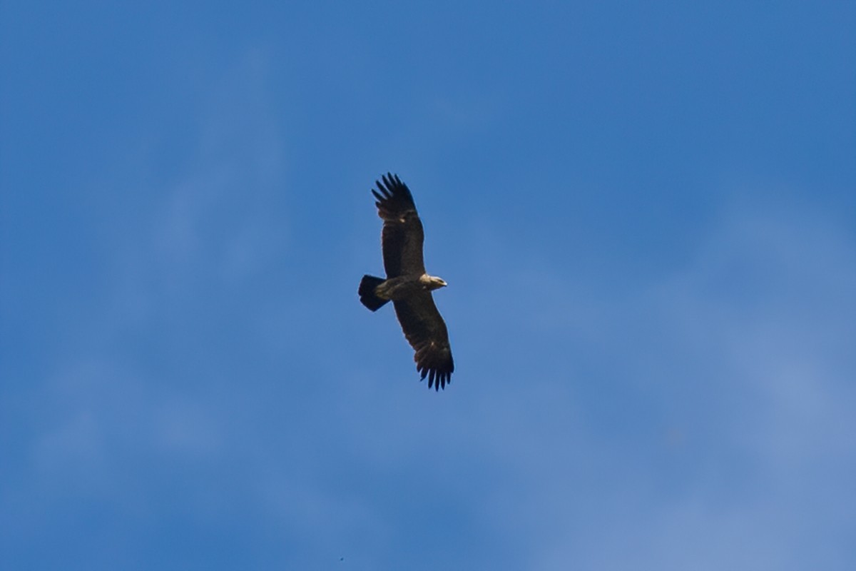 Lesser Spotted Eagle - Sergo Travelian