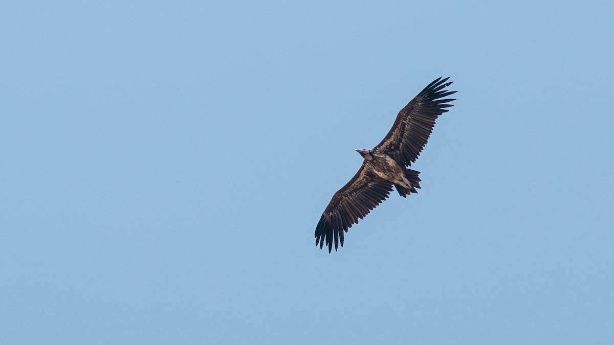 Lappet-faced Vulture - ML349982151