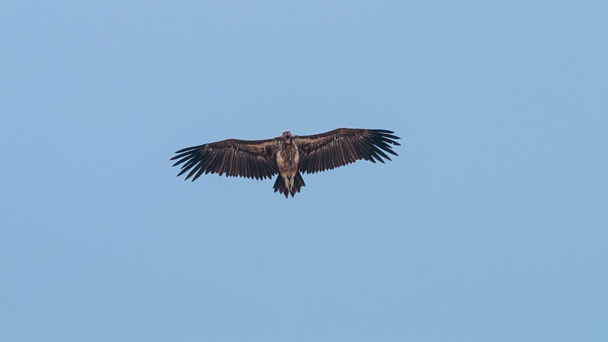 Lappet-faced Vulture - ML349982551