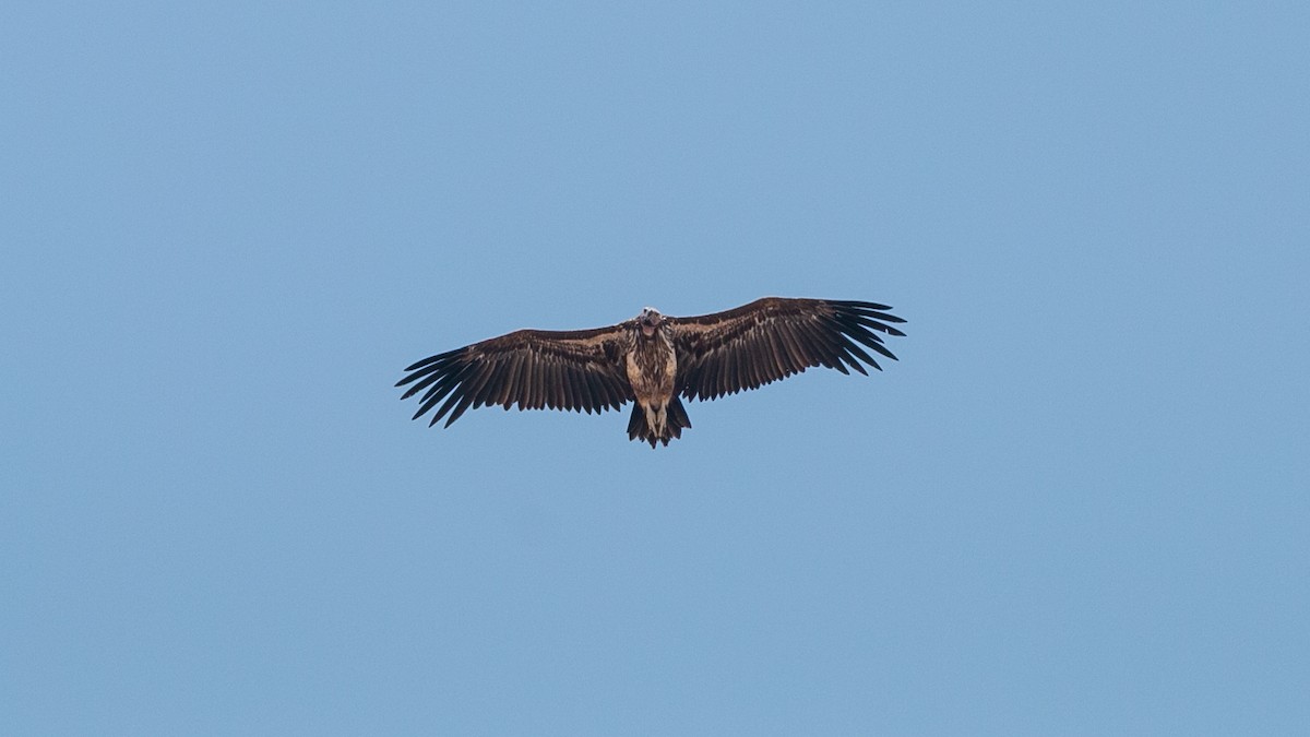 Lappet-faced Vulture - ML349984851