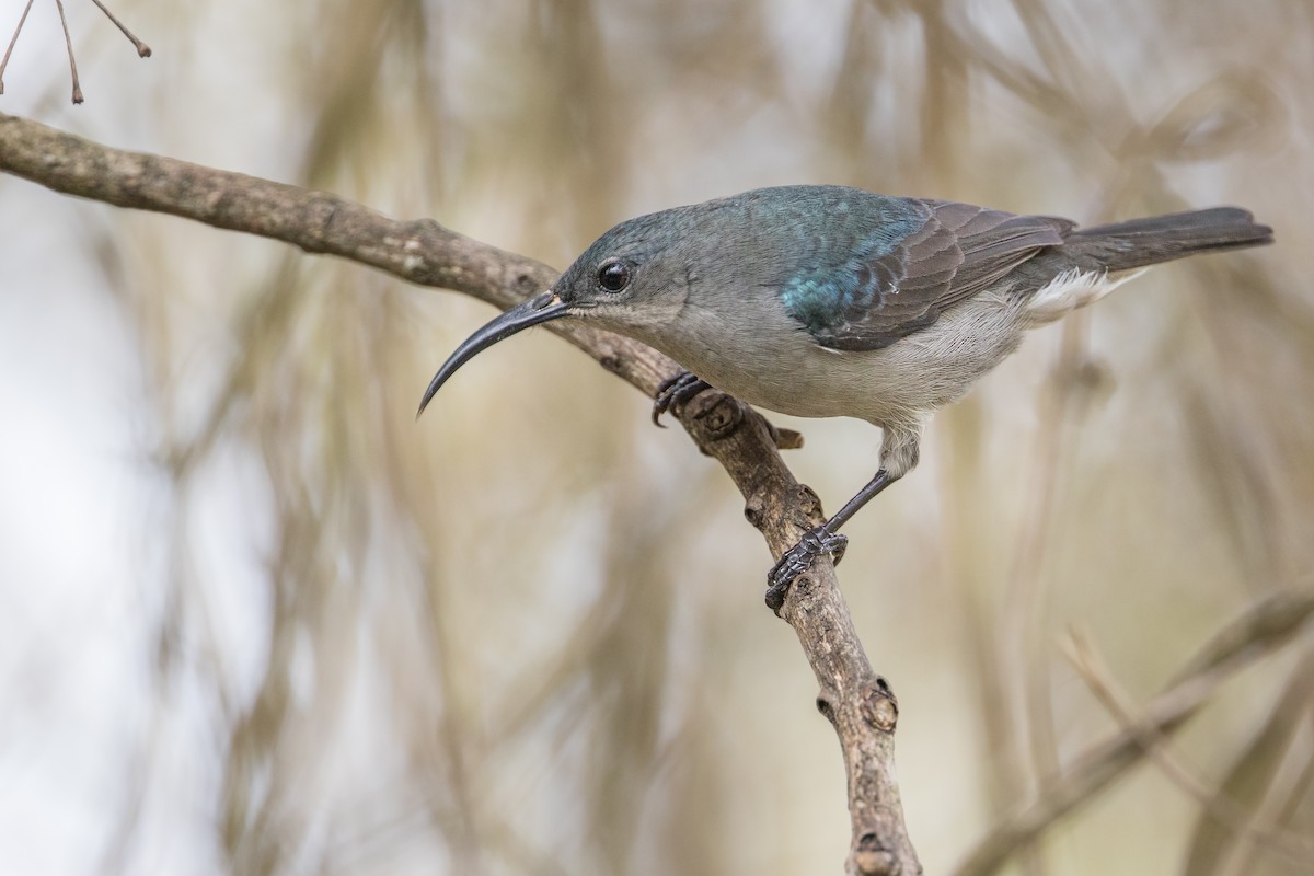 Mouse-colored Sunbird - ML349985841