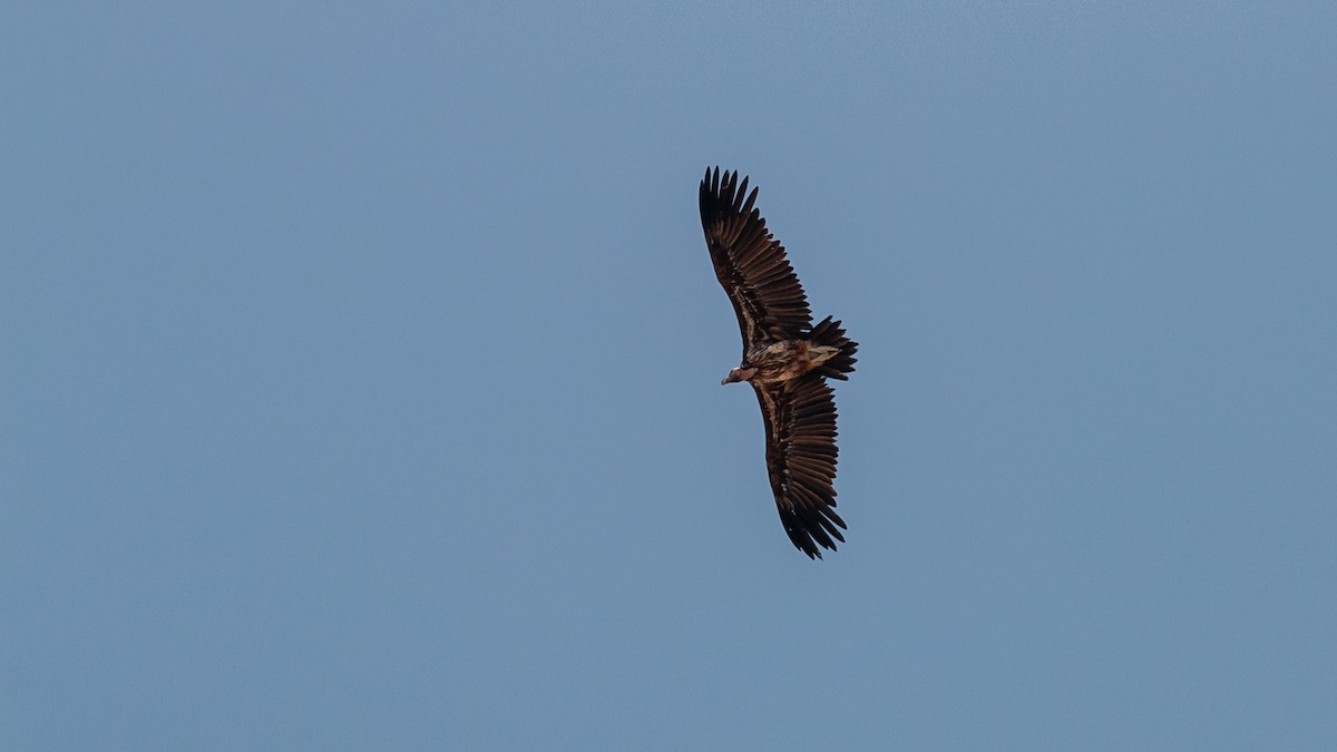 Lappet-faced Vulture - ML349986231