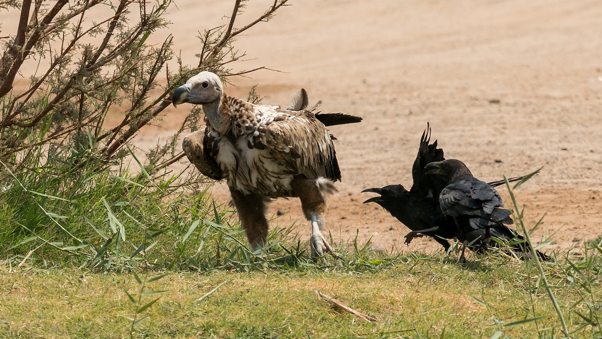 Lappet-faced Vulture - ML349987411
