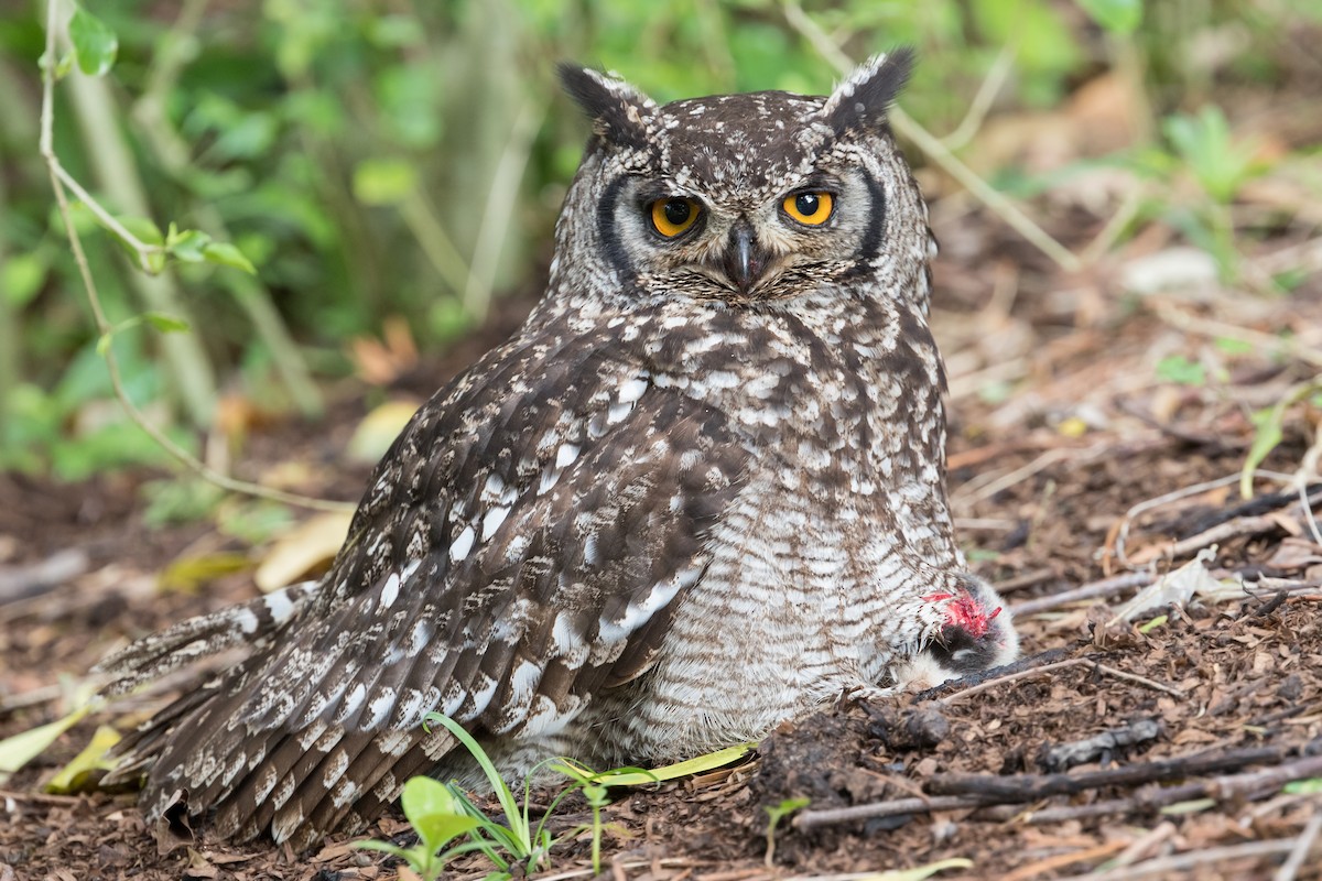 Spotted Eagle-Owl - Michel Gutierrez