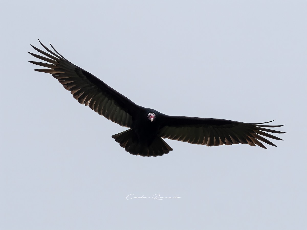 Turkey Vulture - ML349989811