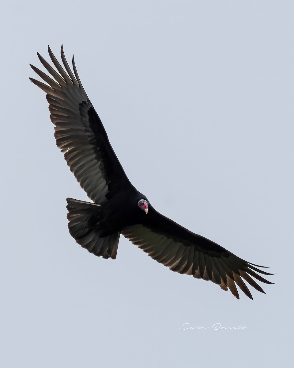 Turkey Vulture - ML349989821