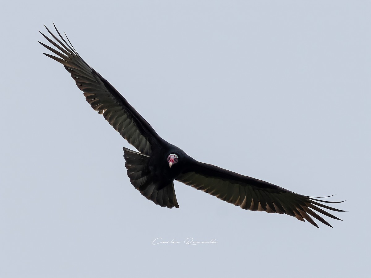 Turkey Vulture - ML349989831
