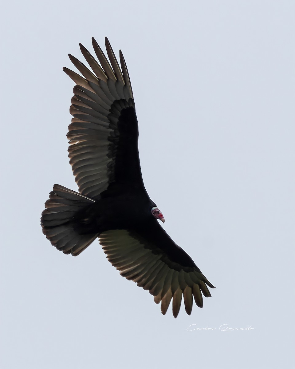 Turkey Vulture - Carlos Rossello
