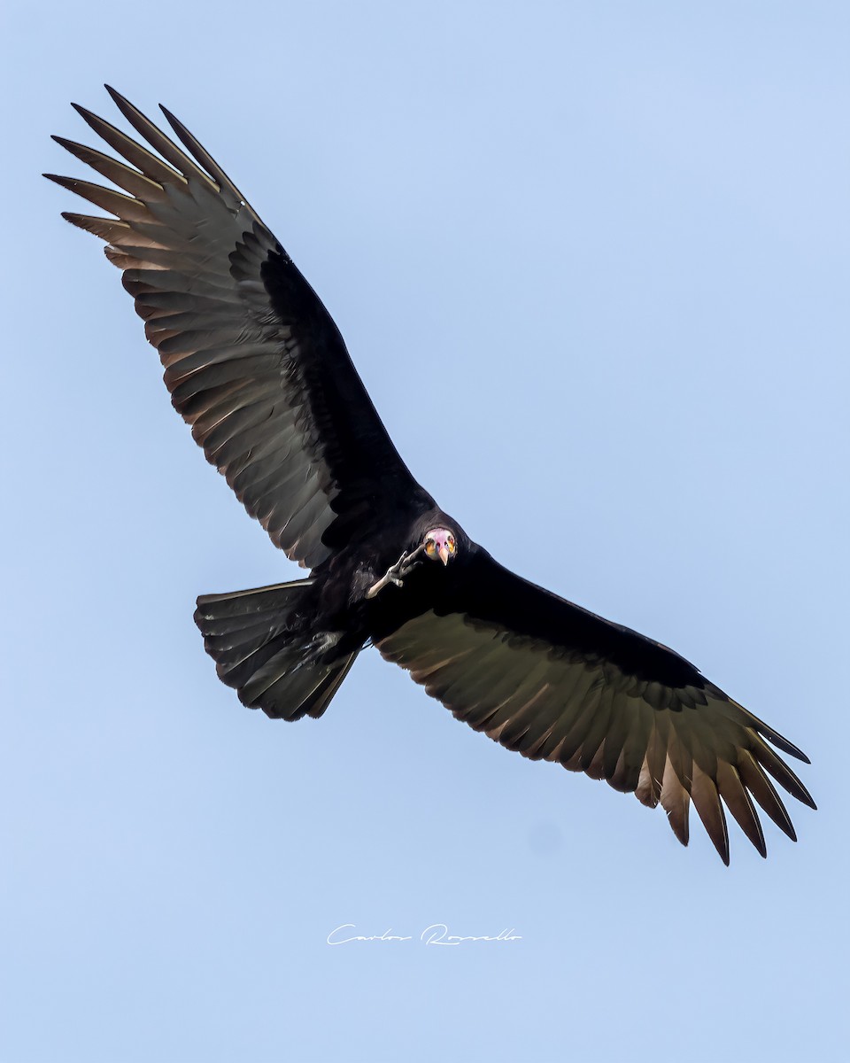 Lesser Yellow-headed Vulture - ML349989971