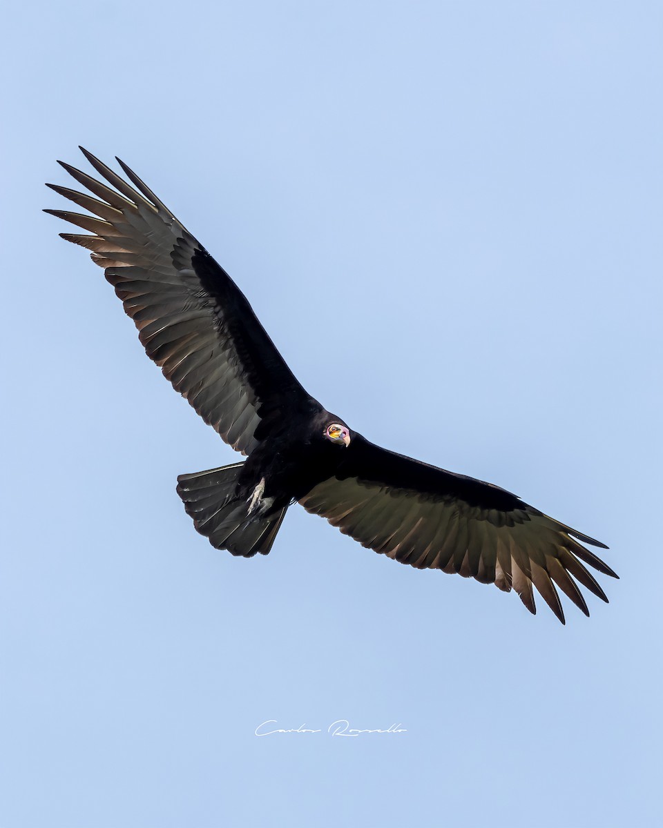 Lesser Yellow-headed Vulture - ML349989981