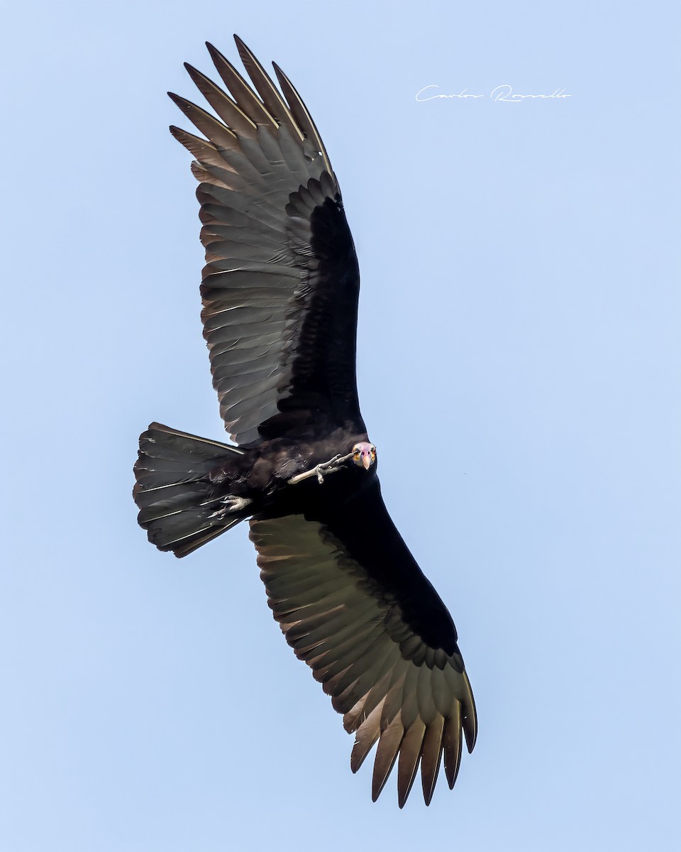 Lesser Yellow-headed Vulture - ML349989991