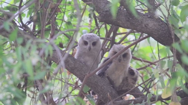 Indian Scops-Owl - ML349993301