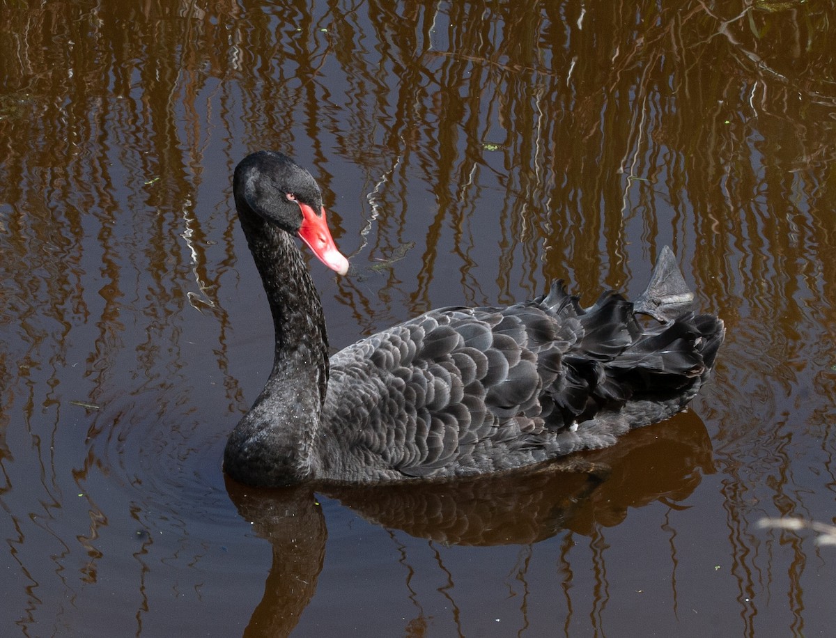 Black Swan - Chuck Heikkinen