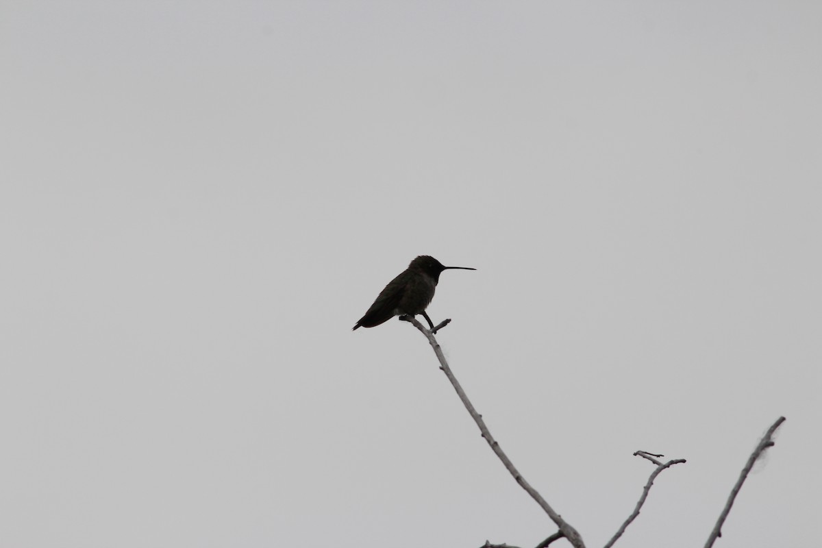 Black-chinned Hummingbird - ML349993581