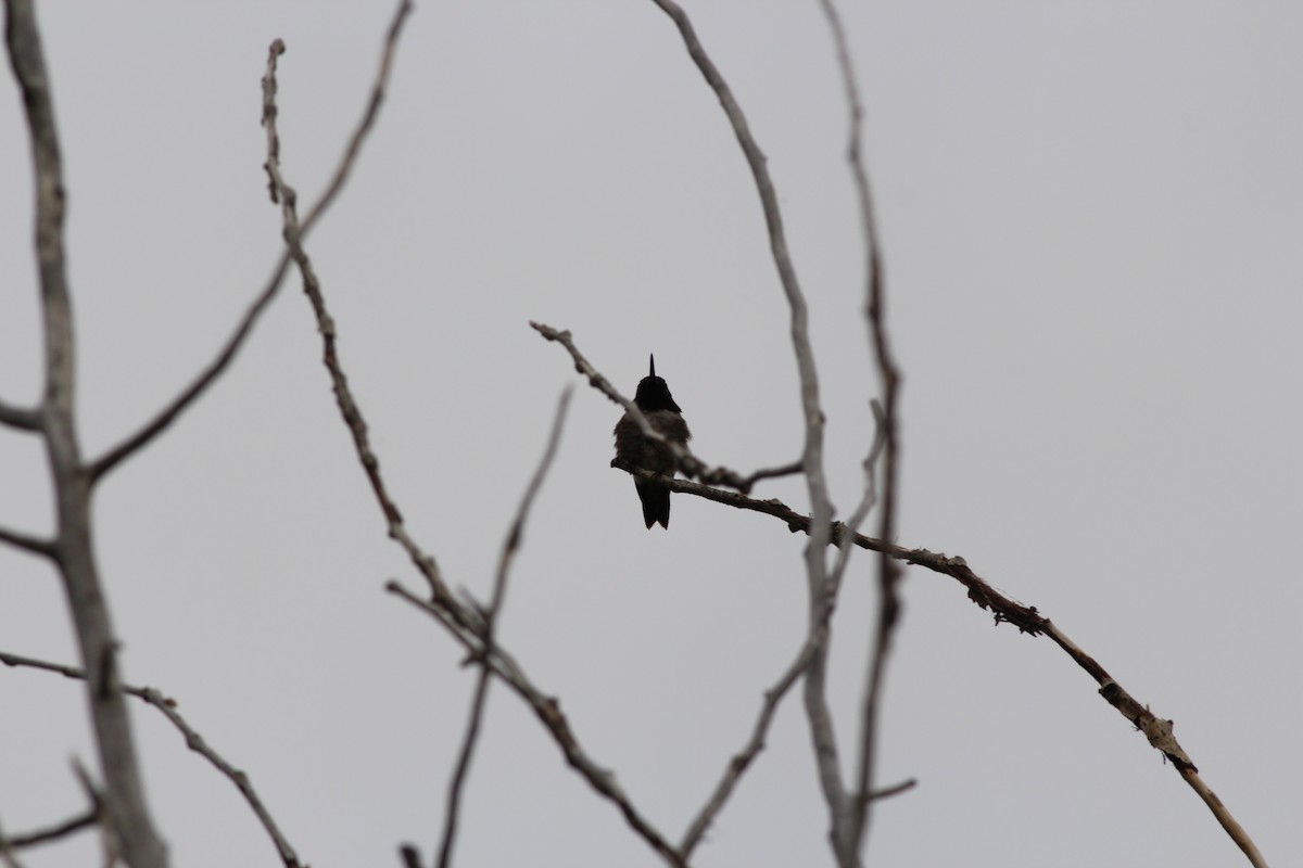 Black-chinned Hummingbird - ML349993591