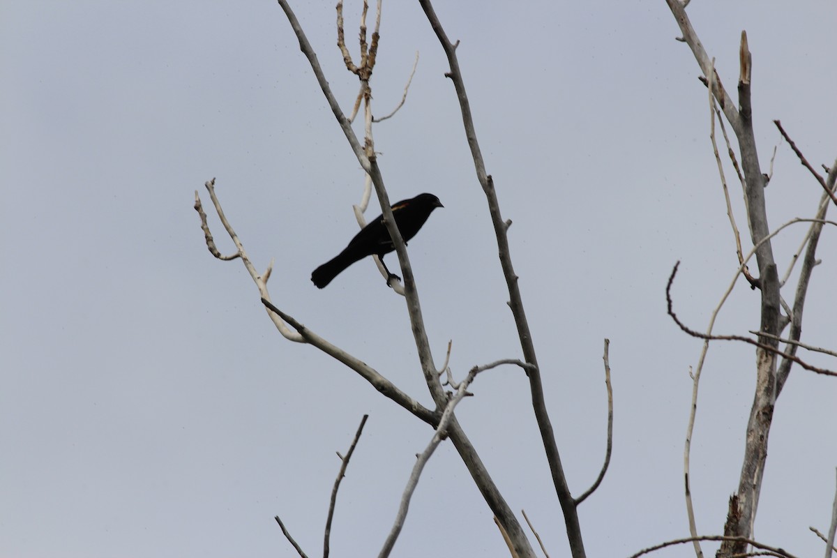 Red-winged Blackbird - ML349993771
