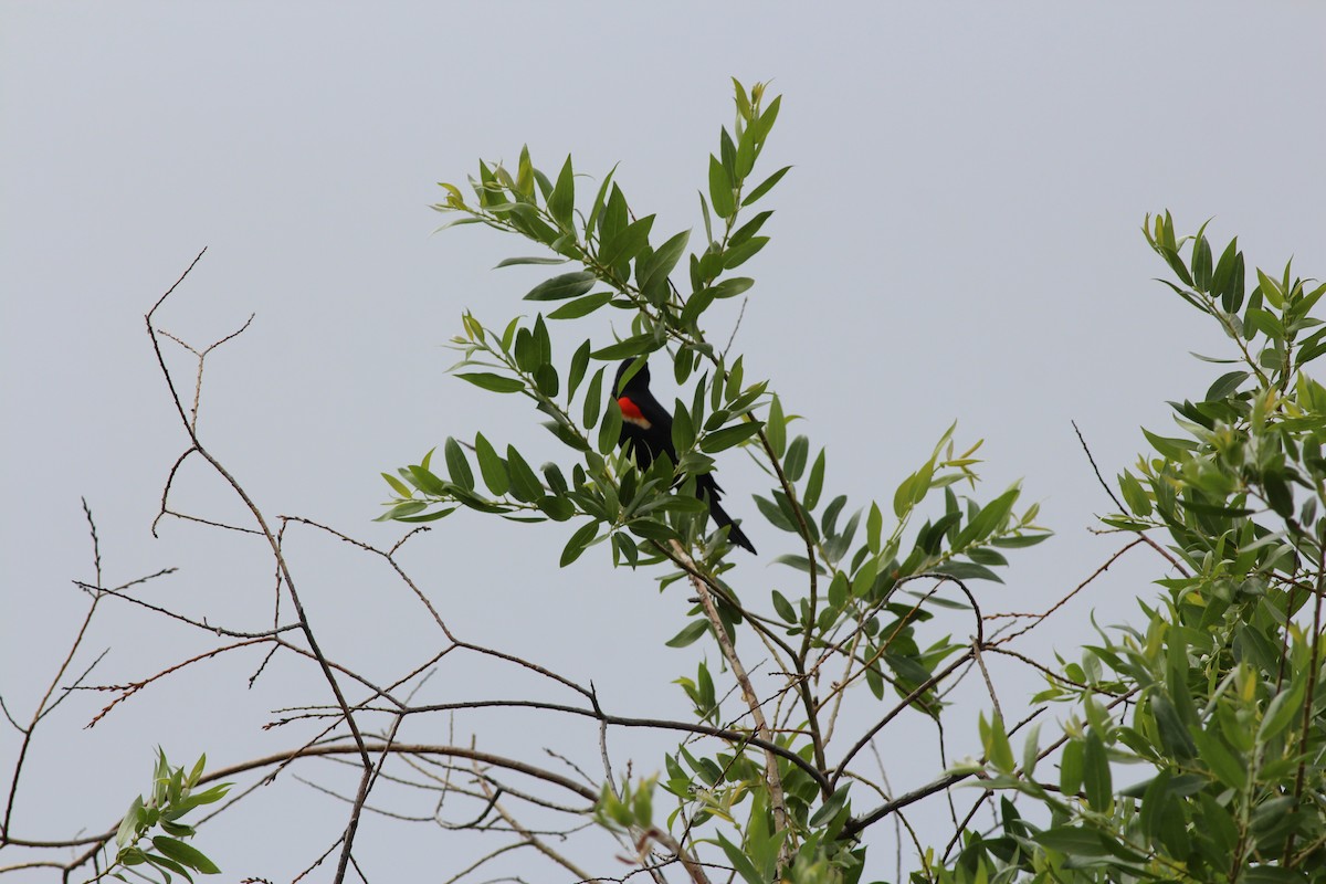 Red-winged Blackbird - ML349993781