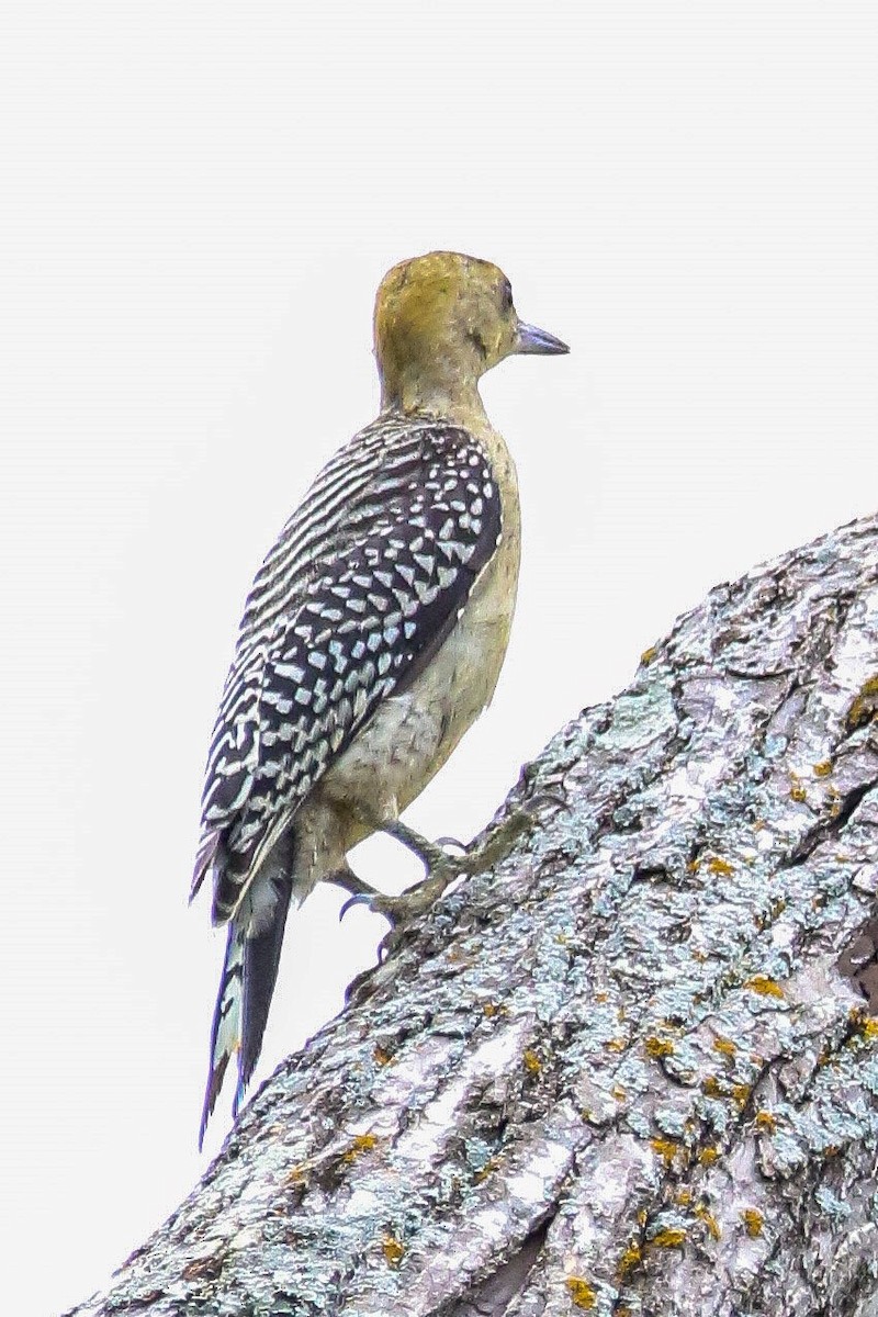 Golden-fronted Woodpecker - Allen McGrew