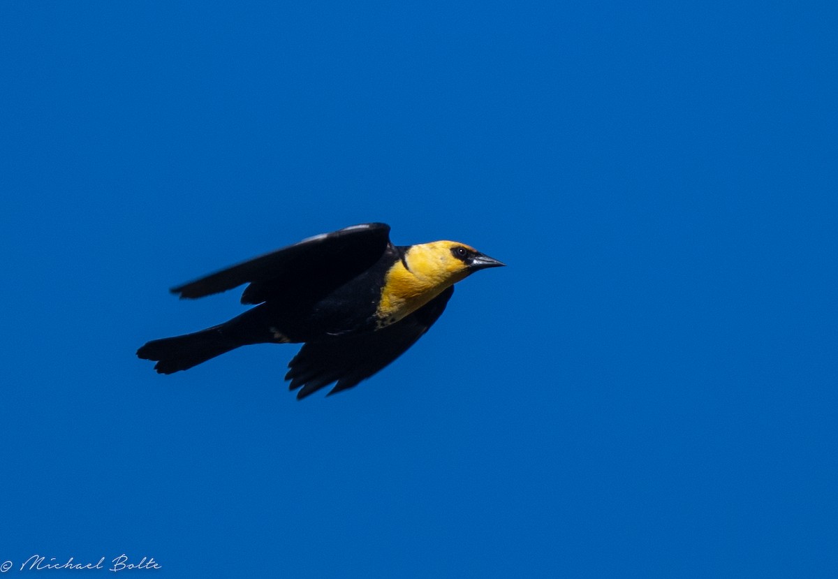 Yellow-headed Blackbird - Michael Bolte