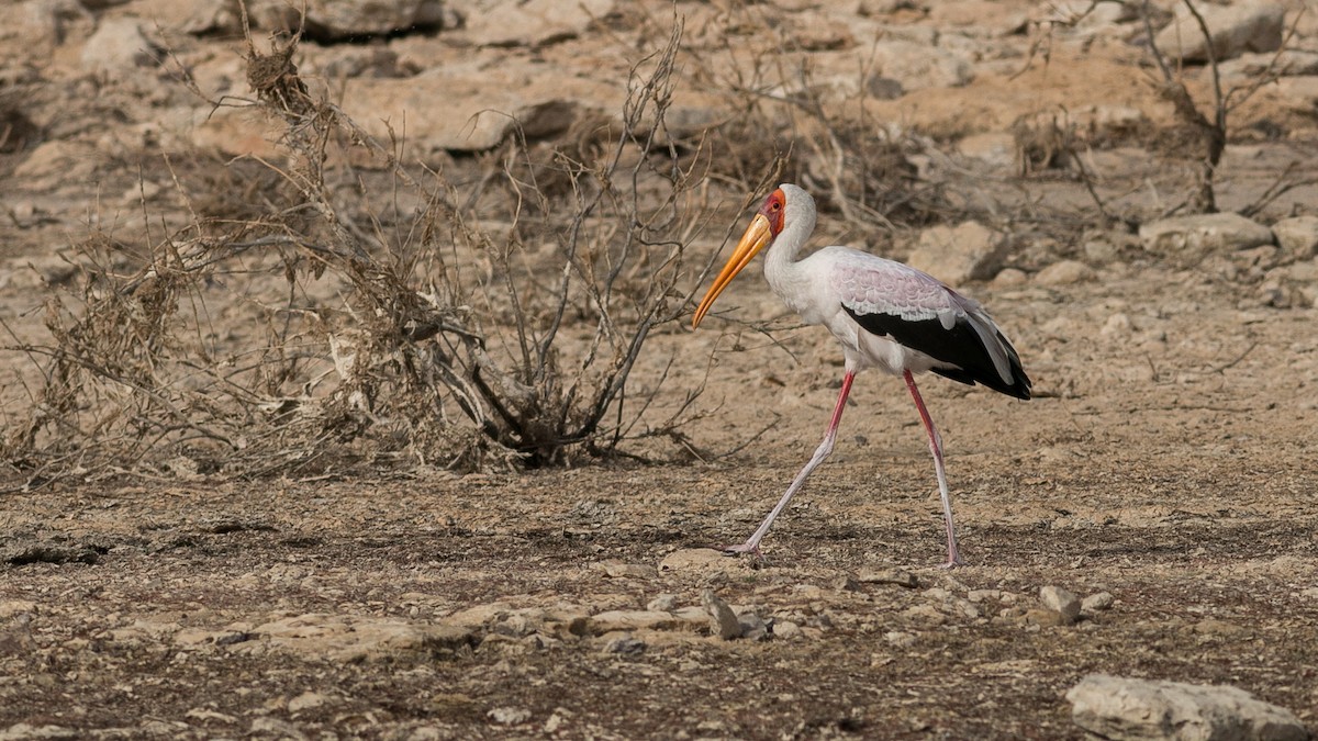 Yellow-billed Stork - Markus Craig