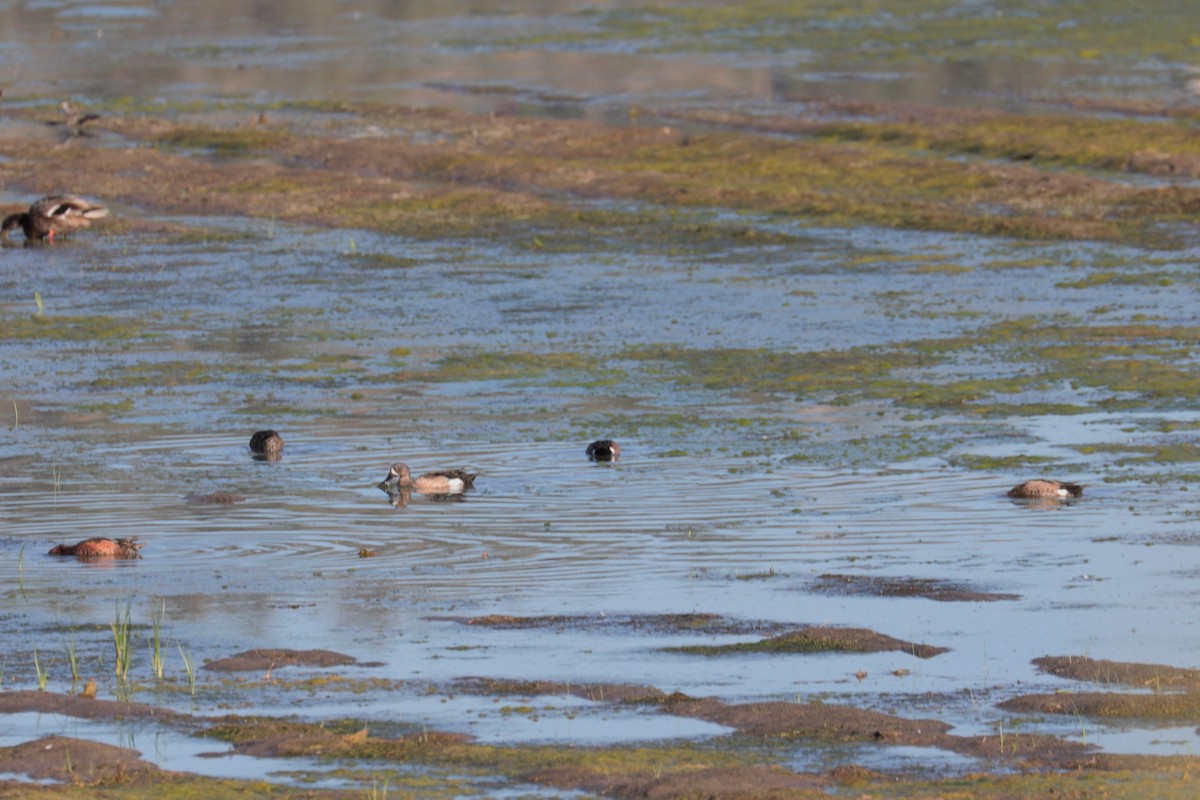 Blue-winged Teal - ML350005361