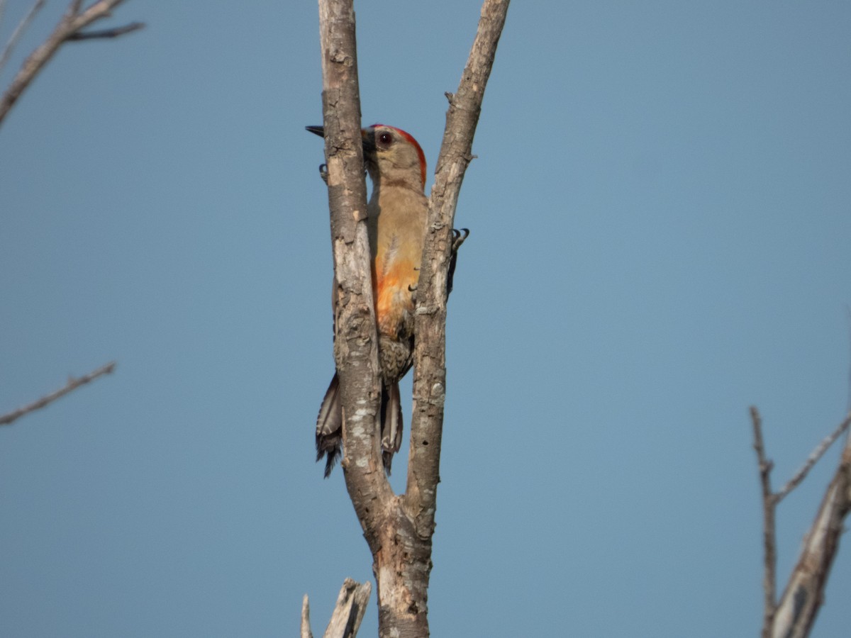 Golden-fronted Woodpecker - ML350012391