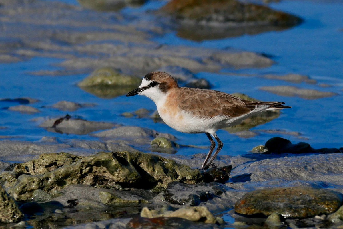 White-fronted Plover - ML350014371