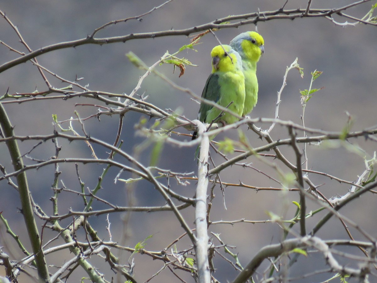 Yellow-faced Parrotlet - ML35001581