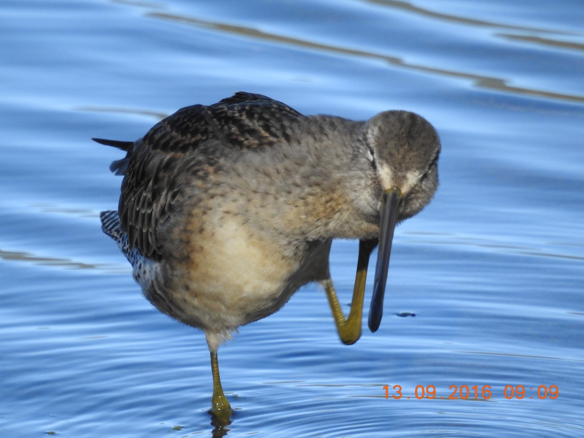 Long-billed Dowitcher - ML35002261