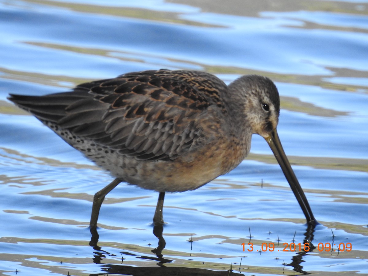 Long-billed Dowitcher - ML35002271