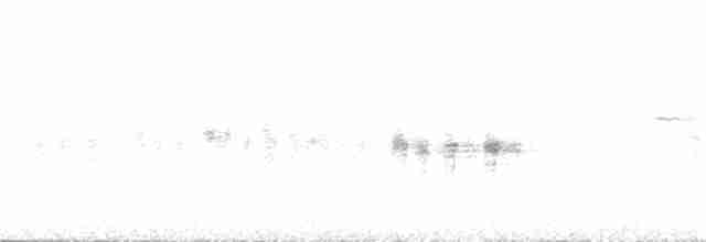 Antillennachtschwalbe - ML350024591