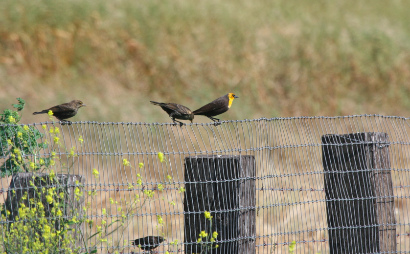 Yellow-headed Blackbird - ML350030071