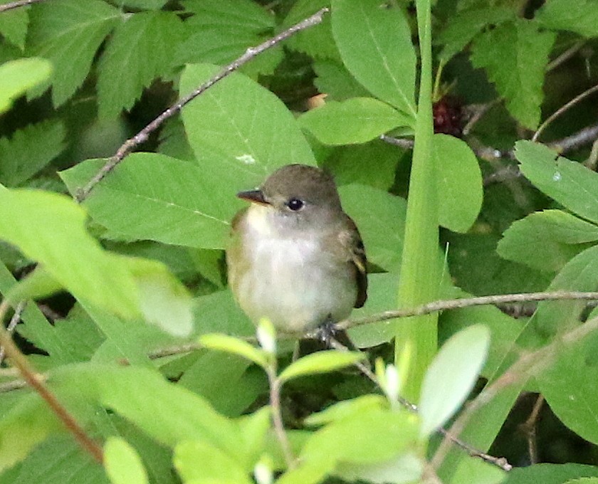 Willow Flycatcher - Mike Fung