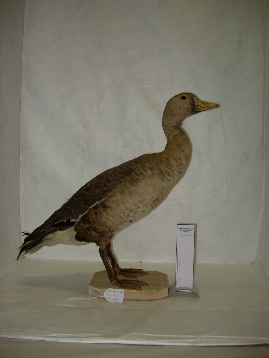 Greater White-fronted Goose - ML350035061