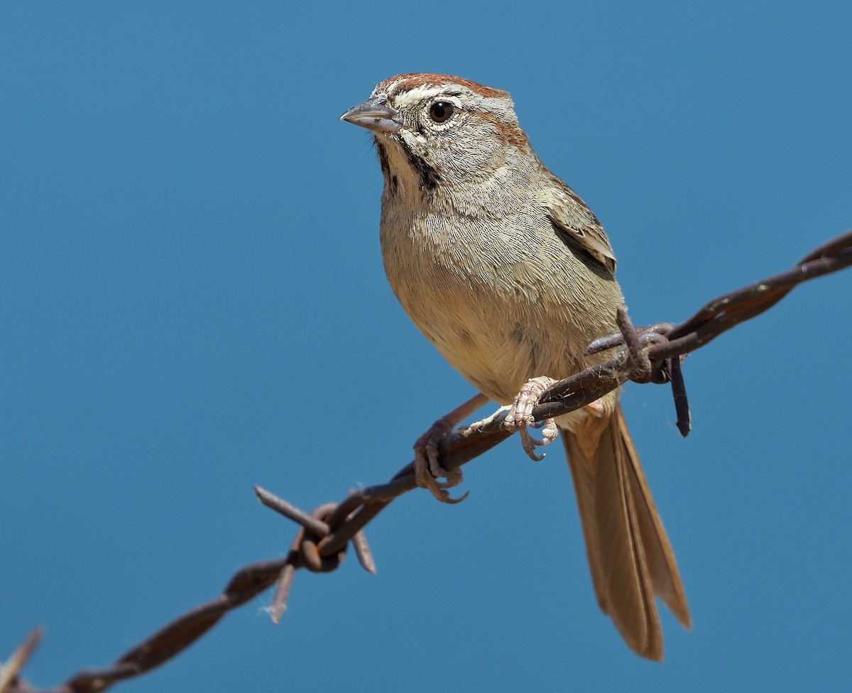 Rufous-crowned Sparrow - Aidan Brubaker