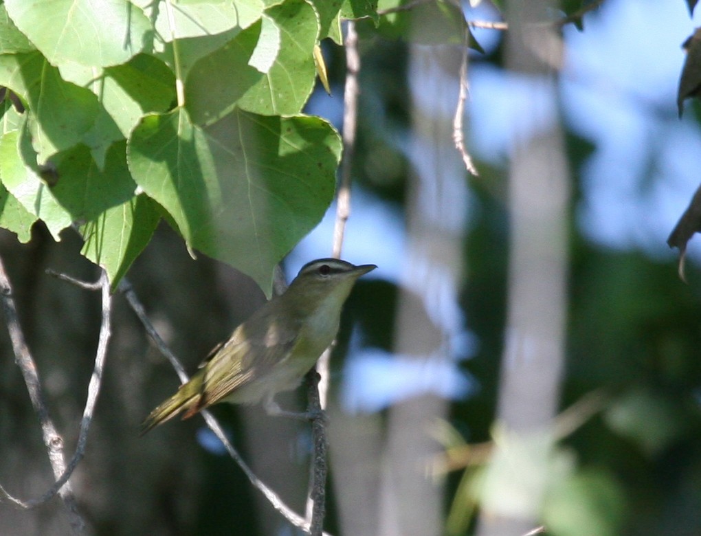 Red-eyed Vireo - Dale Clark