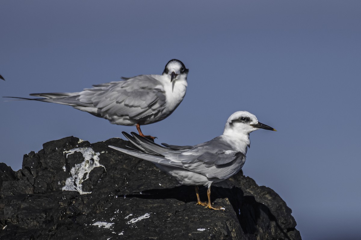 Snowy-crowned Tern - ML350044671